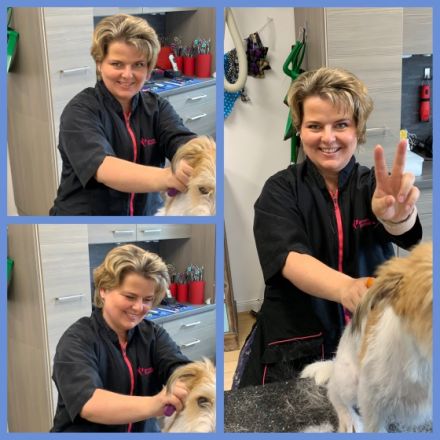 Hundepension & Hundefriseur DOG-Hostel & DOG-Style