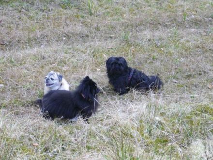 Pfötchenbetreuung-Bad Münstereifel