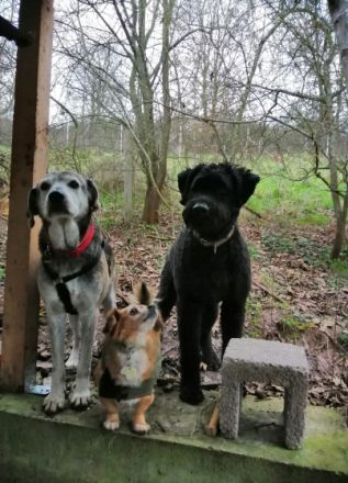 Pfötchenbetreuung-Bad Münstereifel