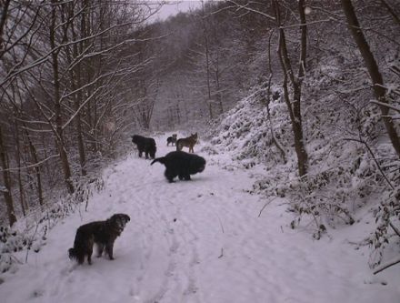Pfötchenbetreuung-Bad Münstereifel