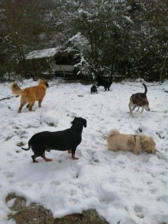 Pfötchenbetreuung-Bad Münstereifel