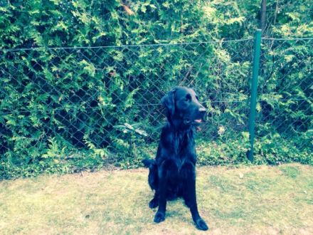 Cuno vom Victorburer Flat