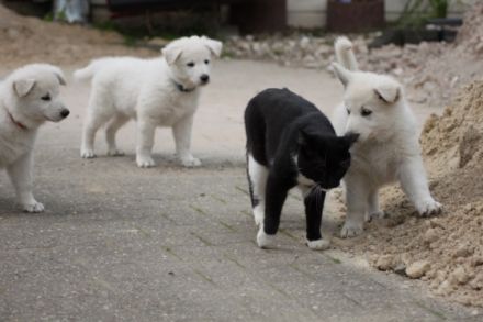 of white Sharonnight