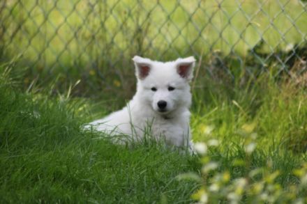 of white Sharonnight