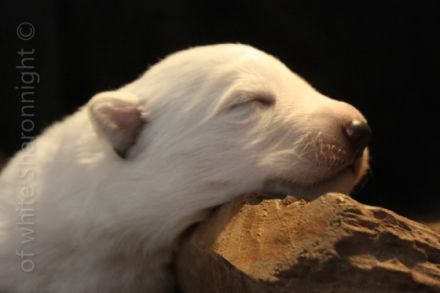 of white Sharonnight