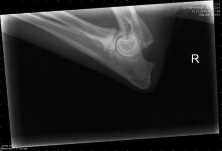 "hand-aufs-tier.de" Maik Hertel