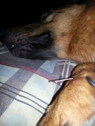 "hand-aufs-tier.de" Maik Hertel