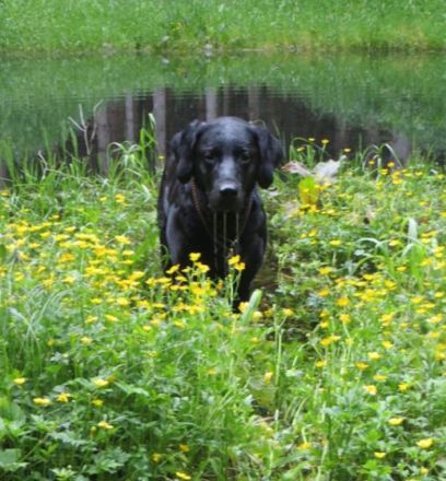 Freizeitspaß für Hunde jeden Alters