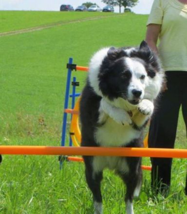 Freizeitspaß für Hunde jeden Alters