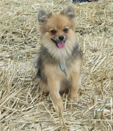 Zwergentreff für alle kleinen Hunde bis 6 Kg.