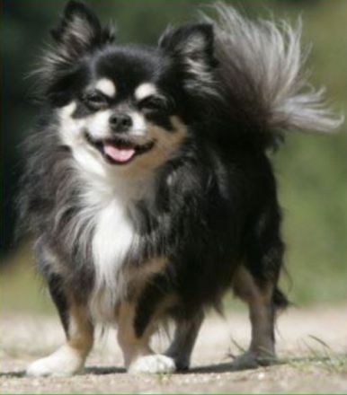 Zwergentreff für alle kleinen Hunde bis 6 Kg.