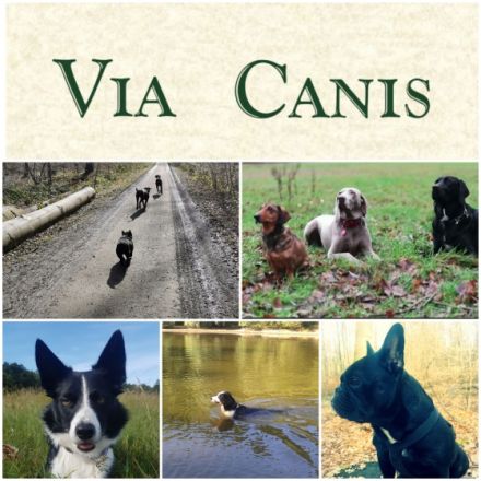 Via Canis - mobiler Gassiservice und Coaching