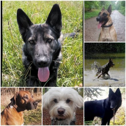 Via Canis - mobiler Gassiservice und Coaching