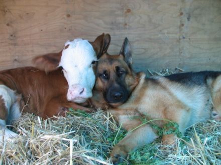 Mobile Tierheilpraktikerin Liane Voigt für Groß- und Kleintiere  (Geprüfte Tierheilpraktikerin)