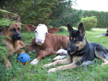 Mobile Tierheilpraktikerin Liane Voigt für Groß- und Kleintiere  (Geprüfte Tierheilpraktikerin)
