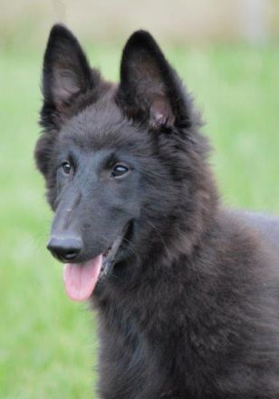 du Chateau de Montmirail