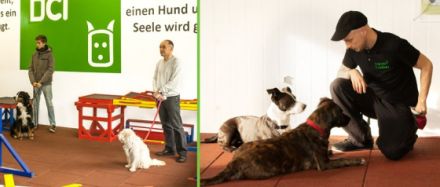 DCI DogCoach Institut