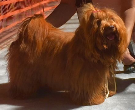 Ernesto Che Guevara the sun from Rodenberg