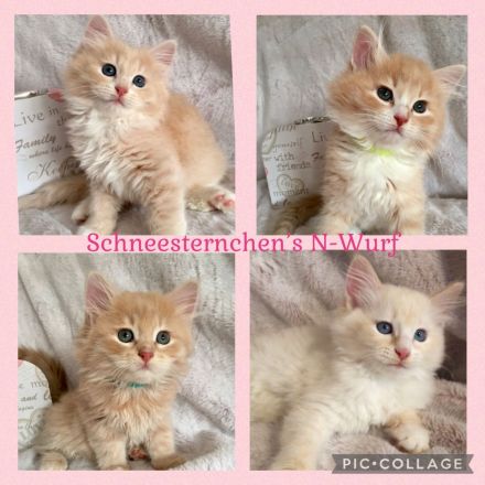 Schneesternchen's