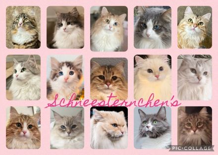 Schneesternchen's