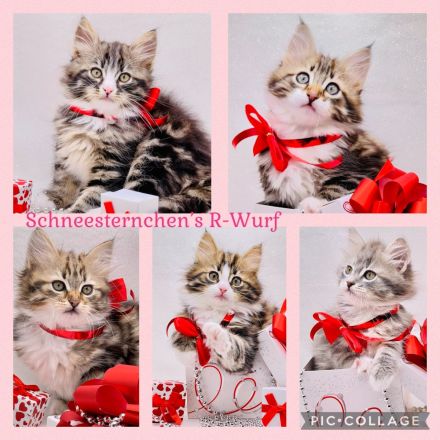 Schneesternchen's