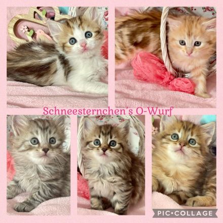 Schneesternchen's