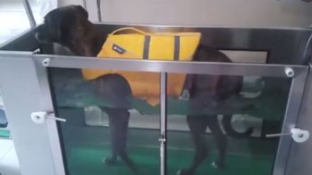 Tiertherapie Berlin - Tierphysiotherapie & Tiergesundheit