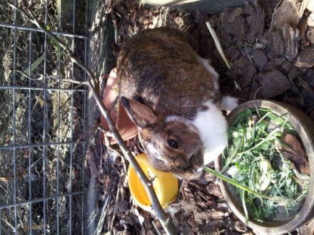 Tina Hillebrand - Tiere anders behandeln