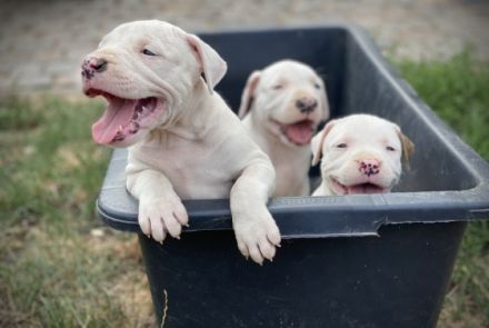 DECKRÜDE reinrassiger schöner Dogo Argentino