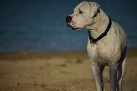 DECKRÜDE reinrassiger schöner Dogo Argentino