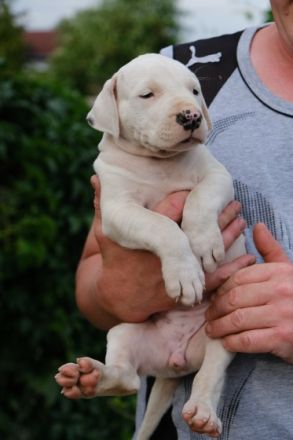 DECKRÜDE reinrassiger schöner Dogo Argentino