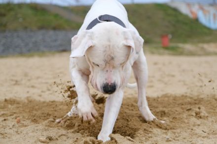 DECKRÜDE reinrassiger schöner Dogo Argentino