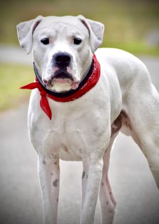 DECKRÜDE reinrassiger schöner Dogo Argentino