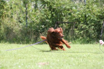 CanisComm - Aktiver leben mit dem Hund