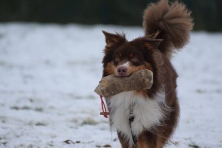 CanisComm - Aktiver leben mit dem Hund