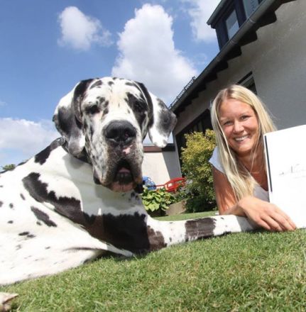 Seelenkunst-der-Hunde