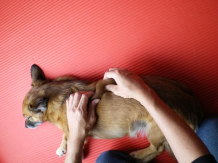 Praxis für Tierphysiotherapie Silke Meisen