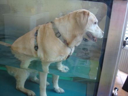 Praxis für Tierphysiotherapie Silke Meisen