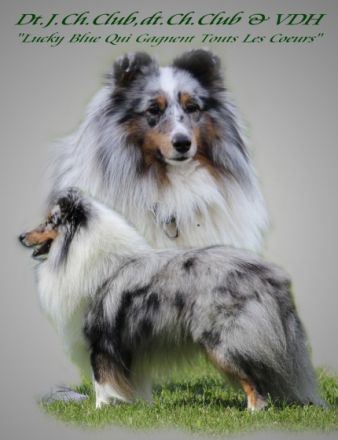 Dt.J.Ch. Club, dt.Ch.Club & dt.Ch. VDH Lucky blue Qui