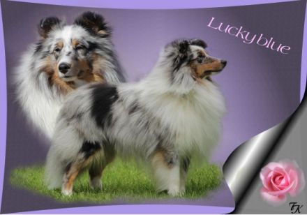 Dt.J.Ch. Club, dt.Ch.Club & dt.Ch. VDH Lucky blue Qui