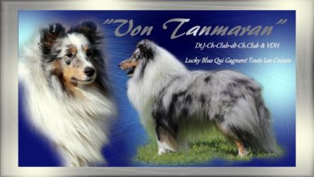 Dt.J.Ch. Club, dt.Ch.Club & dt.Ch. VDH Lucky blue Qui