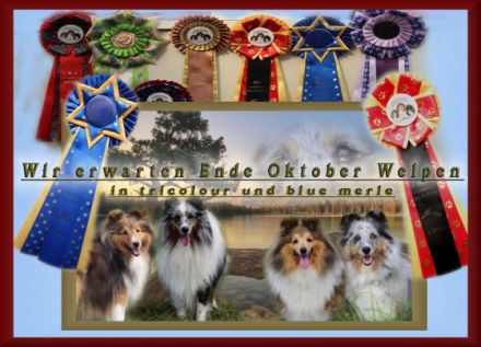 Dt.J.Ch. Club, dt.Ch.Club & dt.Ch. VDH Lucky blue Qui