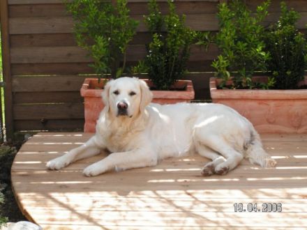 TierSchlosshotel Care Royal.de