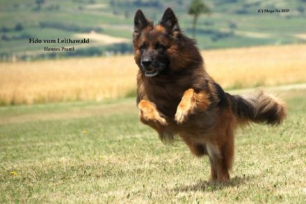 Fido vom Leithawlad