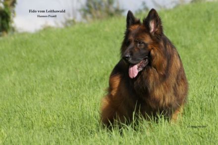 Fido vom Leithawlad