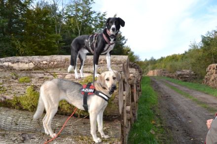 INSTINKT&INTUITION - die andere Hundeschule