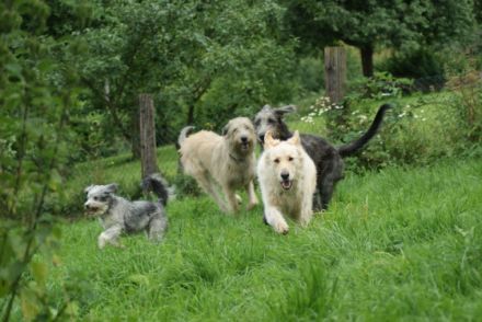 Tierschutz und Tierpension Pfötchenglück
