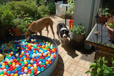 Tierschutz und Tierpension Pfötchenglück