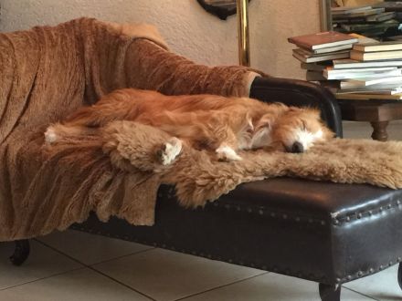 Tierschutz und Tierpension Pfötchenglück