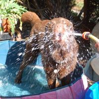 Tierschutz und Tierpension Pfötchenglück